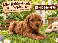 New Female puppy , a female Miniature Goldendoodle for sale in Fairfield, CA – 1 of 2
