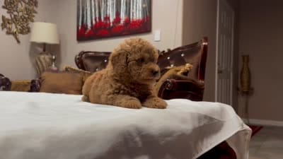 Yellow Female, a female Miniature Goldendoodle for sale in Fairfield, CA – 2 of 2