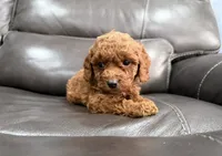 Pup, a male Miniature Goldendoodle for sale in Fairfield, CA – 10 of 10