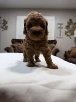 Female Mini Goldendoodle , a female Miniature Goldendoodle for sale in Fairfield, CA – 4 of 4