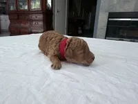 Red male, a male Miniature Goldendoodle for sale in Fairfield, CA – 6 of 8