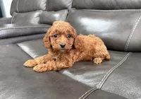 Pup, a male Miniature Goldendoodle for sale in Fairfield, CA – 6 of 10