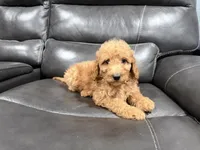 Genie, a female Miniature Goldendoodle for sale in Fairfield, CA – 7 of 8