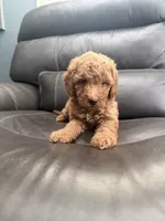 Baby , a male Miniature Goldendoodle for sale in Fairfield, CA – 10 of 10