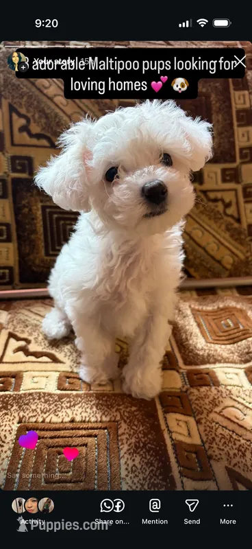 Maltipoo princess – Maltipoo, Maltese puppy for sale in North Hollywood, CA