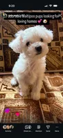 Maltipoo princess, a female Maltipoo and Maltese for sale in North Hollywood, CA – 1 of 3