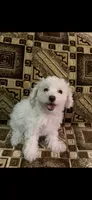 Maltipoo Princess, a female Maltipoo for sale in North Hollywood, CA – 2 of 3