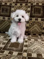 Dolly, a female Maltipoo for sale in North Hollywood, CA – 2 of 3