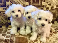 Maltipoo princess, a female Maltipoo and Maltese for sale in North Hollywood, CA – 3 of 3