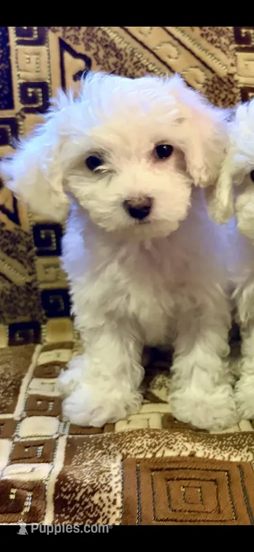 Maltipoo Princess – Maltipoo puppy for sale in North Hollywood, CA