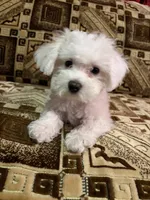 💕 Rollie – Female Maltipoo Puppy, a female Maltipoo for sale in North Hollywood, CA – 4 of 4