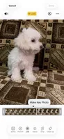 Maltipoo Princess, a female Maltipoo for sale in North Hollywood, CA – 3 of 3