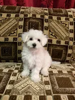 Dolly, a female Maltipoo for sale in North Hollywood, CA – 3 of 3