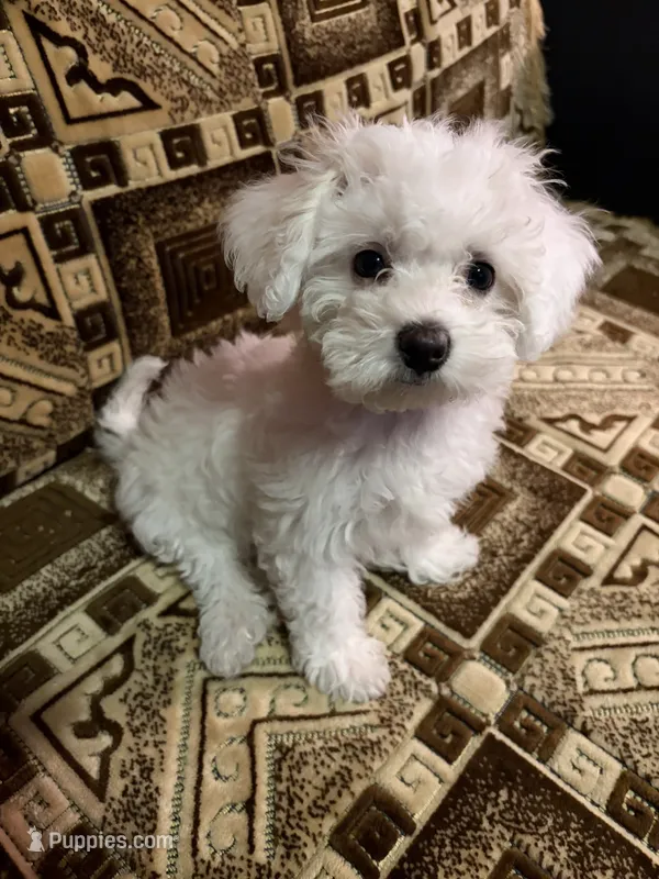 💕 Rollie – Female Maltipoo Puppy – Maltipoo puppy for sale in North Hollywood, CA
