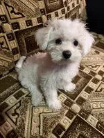 💕 Rollie – Female Maltipoo Puppy, a female Maltipoo for sale in North Hollywood, CA – 1 of 4