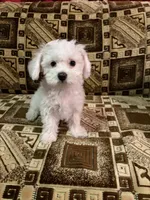 💕 Rollie – Female Maltipoo Puppy, a female Maltipoo for sale in North Hollywood, CA – 2 of 4