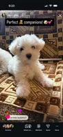 Dolly, a female Maltipoo for sale in North Hollywood, CA – 1 of 3