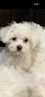 💕 Rollie – Female Maltipoo Puppy, a female Maltipoo for sale in North Hollywood, CA – 3 of 4