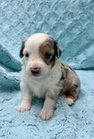 Toby Toy, a male Toy Australian Shepherd for sale in Geneva, FL – 2 of 3
