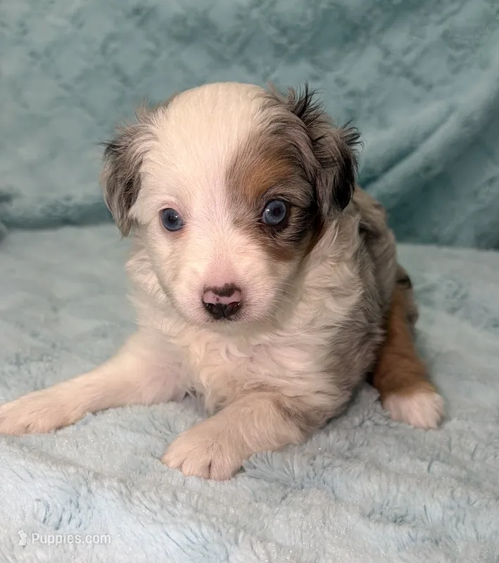 Toby Toy – Toy Australian Shepherd puppy for sale in Geneva, FL