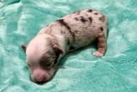 Toby Toy, a male Toy Australian Shepherd for sale in Geneva, FL – 3 of 3
