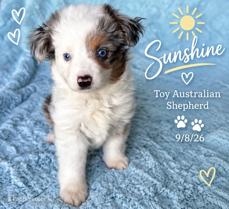 Toy Stevie  – Toy Australian Shepherd puppy for sale in Geneva, FL