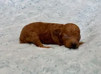 AKC Ross, a male Poodle - Toy  for sale in Geneva, FL – Photo 2 of 2