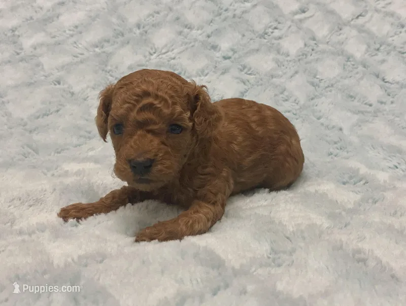 AKC Ross, a male Poodle - Toy  for sale in Geneva, FL – Photo 1 of 2