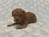 AKC Ross, a male Poodle - Toy  for sale in Geneva, FL – Photo 1 of 2