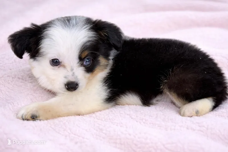 Lucy – Toy Australian Shepherd puppy for sale in Geneva, FL