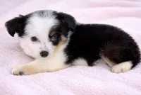 Lucy, a female Toy Australian Shepherd for sale in Geneva, FL – Photo 1 of 5