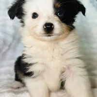 Lucy, a female Toy Australian Shepherd for sale in Geneva, FL – Photo 3 of 5