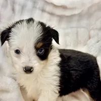 Lucy, a female Toy Australian Shepherd for sale in Geneva, FL – Photo 5 of 5