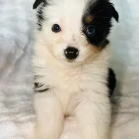 Lucy, a female Toy Australian Shepherd for sale in Geneva, FL – Photo 4 of 5