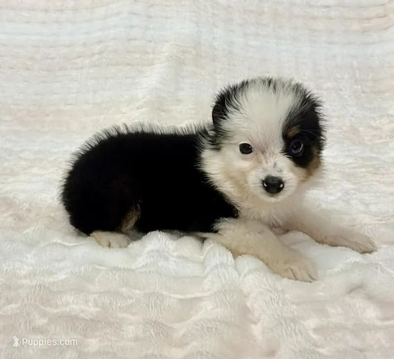 Candy – Toy Australian Shepherd puppy on hold in Geneva, FL