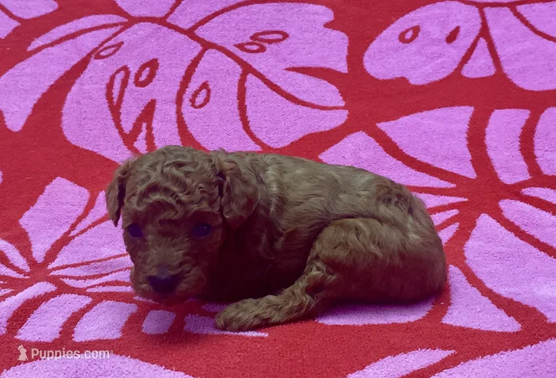 AKC Ruby, a female Poodle - Toy  for sale in Geneva, FL – Photo 1 of 2