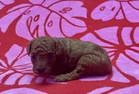 AKC Ruby, a female Poodle - Toy  for sale in Geneva, FL – Photo 1 of 2