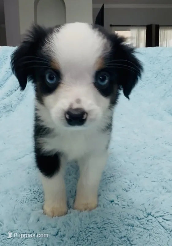 Charlie – Toy Australian Shepherd puppy for sale in Geneva, FL