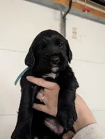 Boy 1, a male English Springer Spaniel and Golden Retriever for sale in Cherokee, IA – Photo 1 of 3