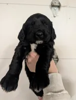 Boy 1, a male English Springer Spaniel and Golden Retriever for sale in Cherokee, IA – Photo 3 of 3