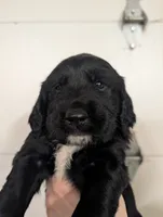 Boy 1, a male English Springer Spaniel and Golden Retriever for sale in Cherokee, IA – Photo 2 of 3