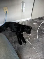 Awesome hunter/companion , a male English Springer Spaniel and Golden Retriever for sale in Cherokee, IA – Photo 2 of 5