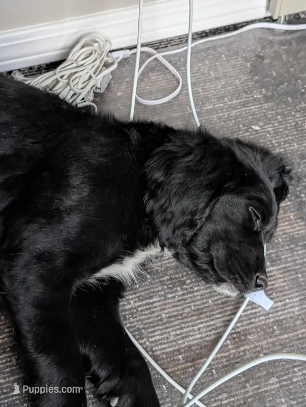 Awesome hunter/companion 