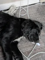 Awesome hunter/companion , a male English Springer Spaniel and Golden Retriever for sale in Cherokee, IA – Photo 1 of 5