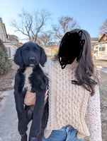 Awesome hunter/companion , a male English Springer Spaniel and Golden Retriever for sale in Cherokee, IA – Photo 3 of 5