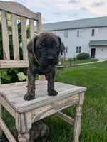 Onyx, a male English Mastiff for sale in Narvon, PA – 2 of 5