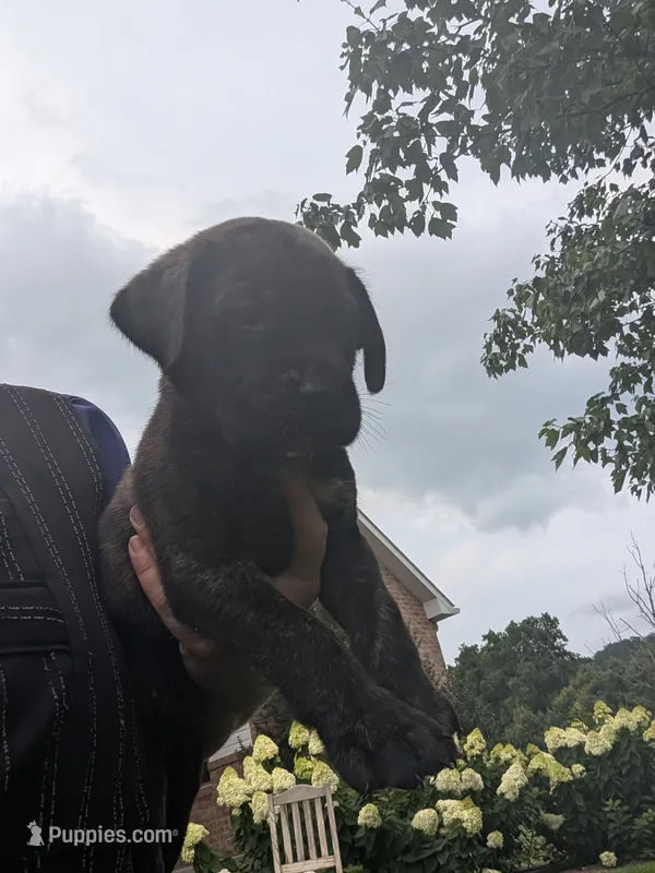 Owen – English Mastiff puppy for sale in Narvon, PA
