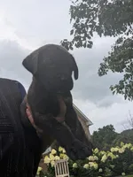 Owen, a male English Mastiff for sale in Narvon, PA – 1 of 1