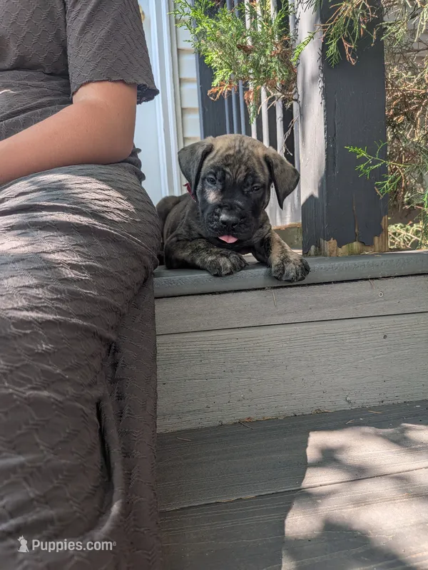 Oscar – English Mastiff puppy for sale in Narvon, PA
