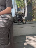 Oscar, a male English Mastiff for sale in Narvon, PA – 1 of 5